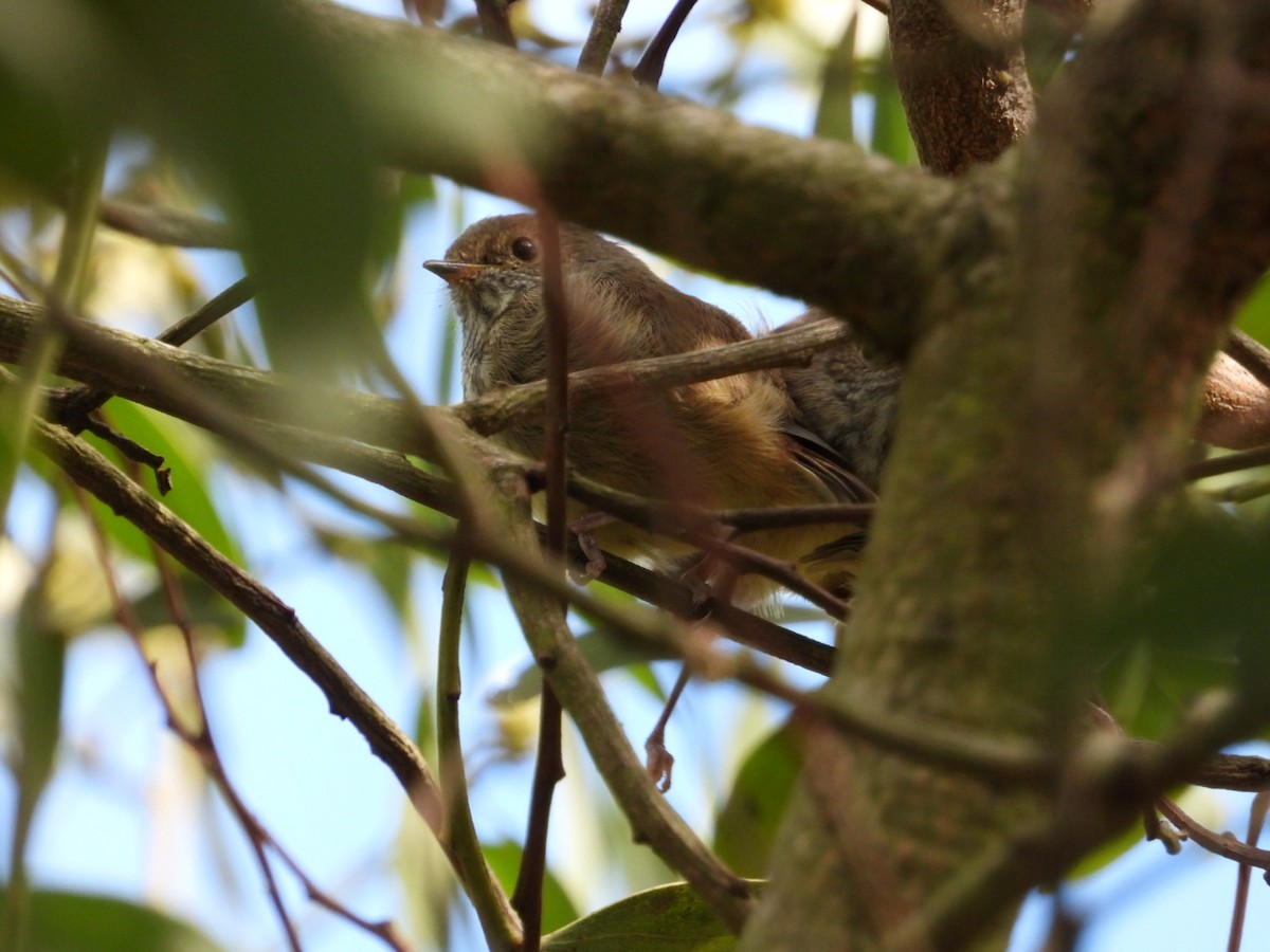 Brown Thornbill - ML641901998