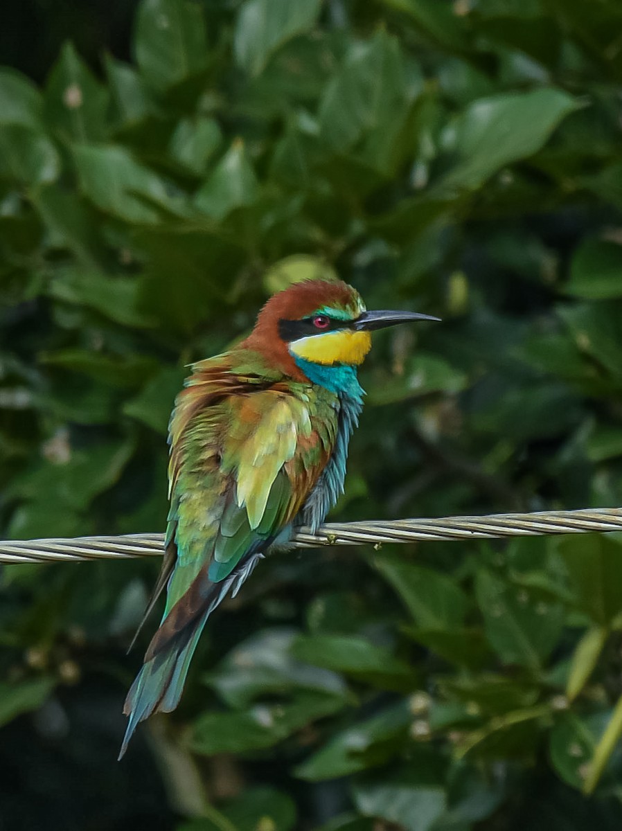 European Bee-eater - ML641902008