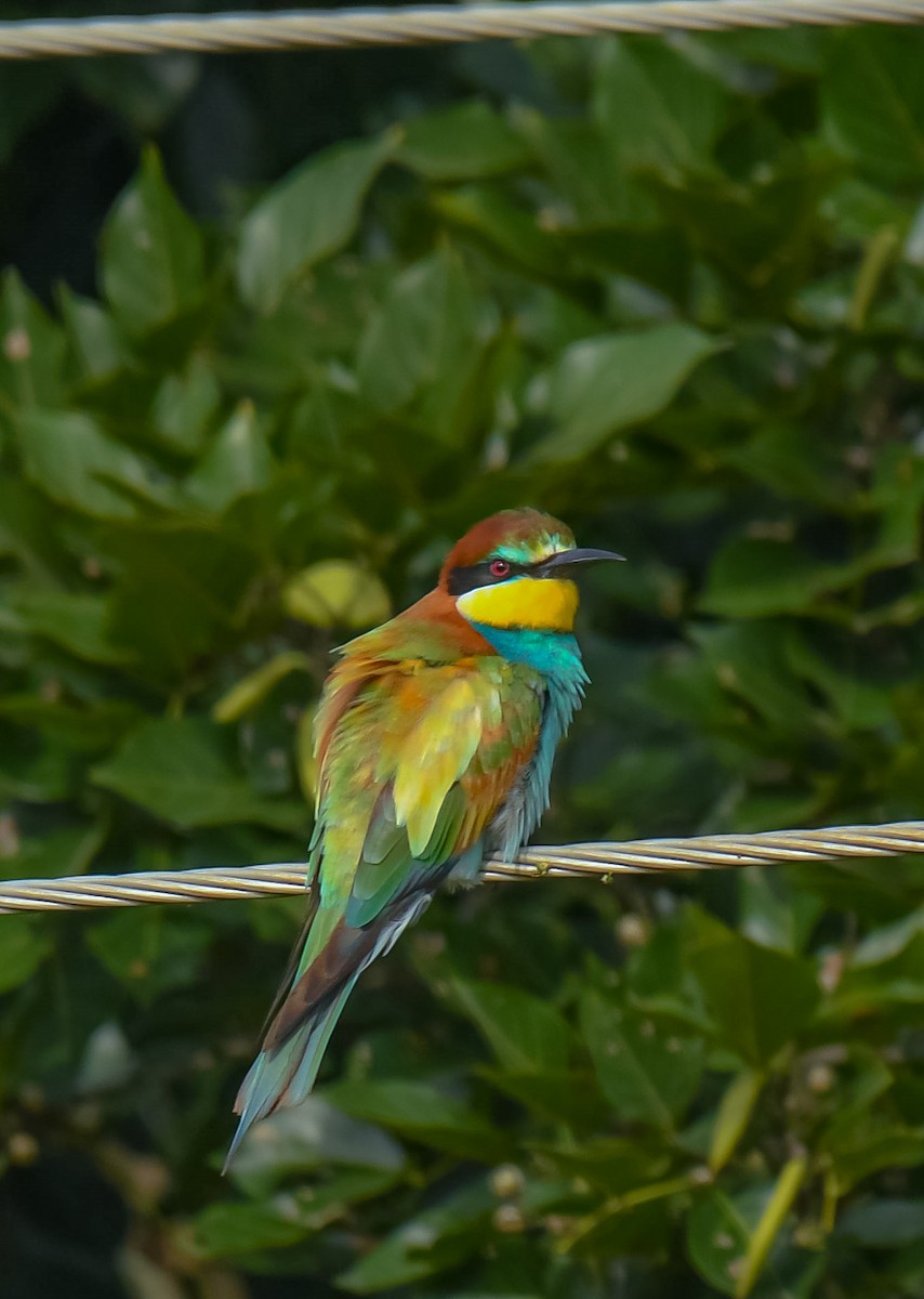 European Bee-eater - ML641902011
