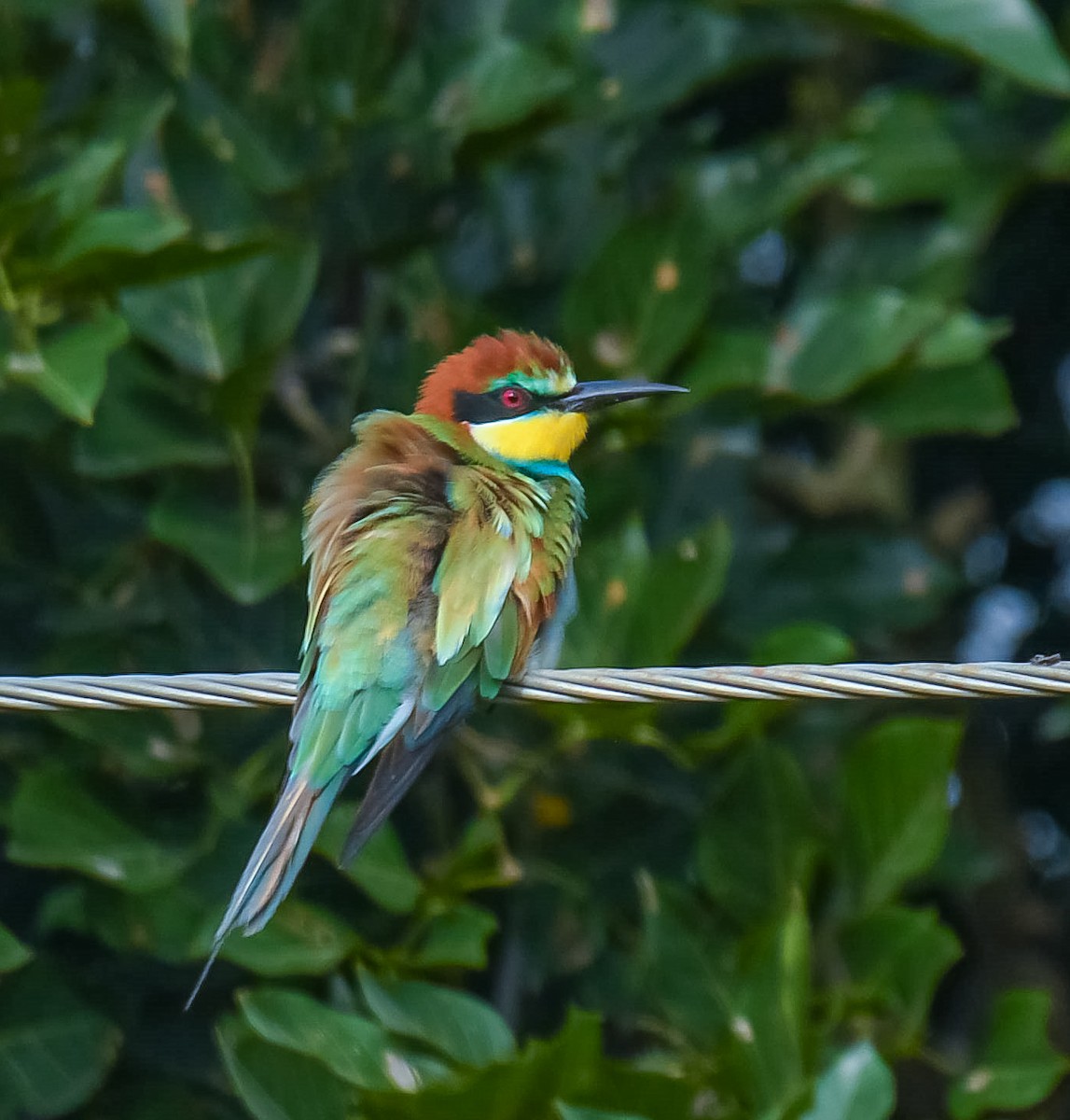European Bee-eater - ML641902013