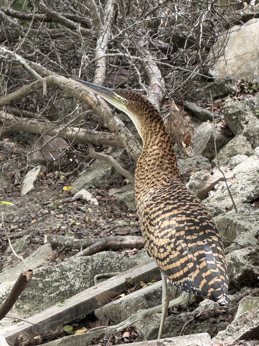 Bare-throated Tiger-Heron - ML641902024