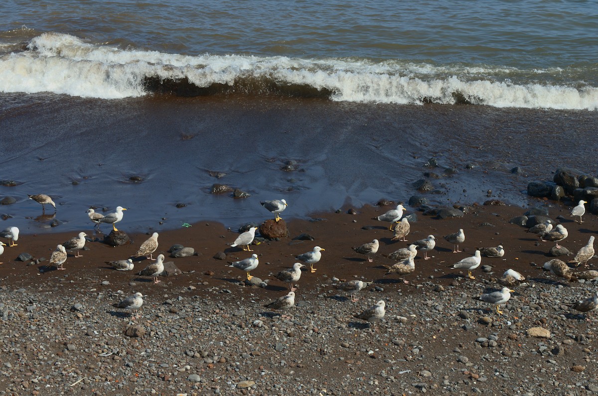 Lesser Black-backed Gull - ML641902057