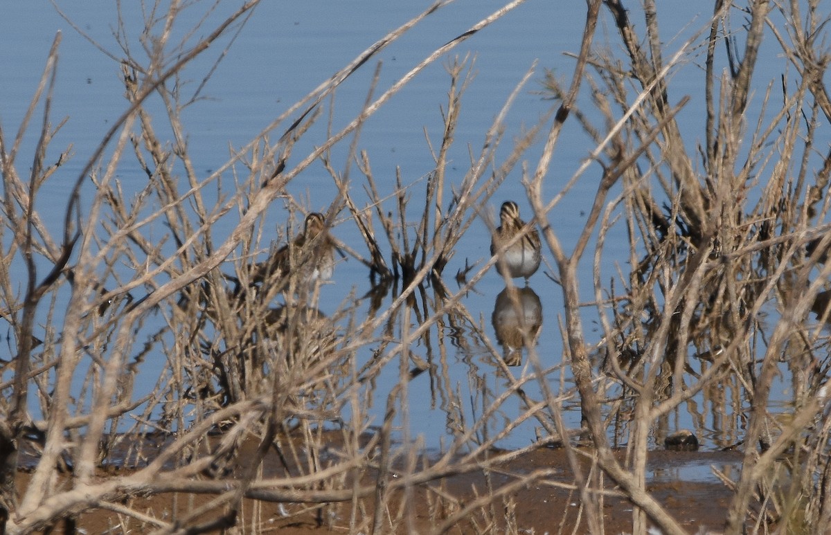 Common Snipe - ML641902080