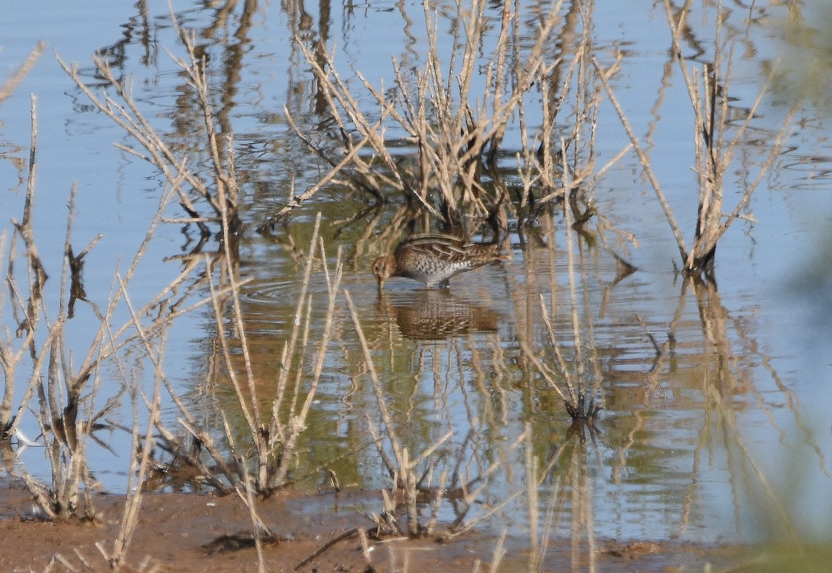 Common Snipe - ML641902081