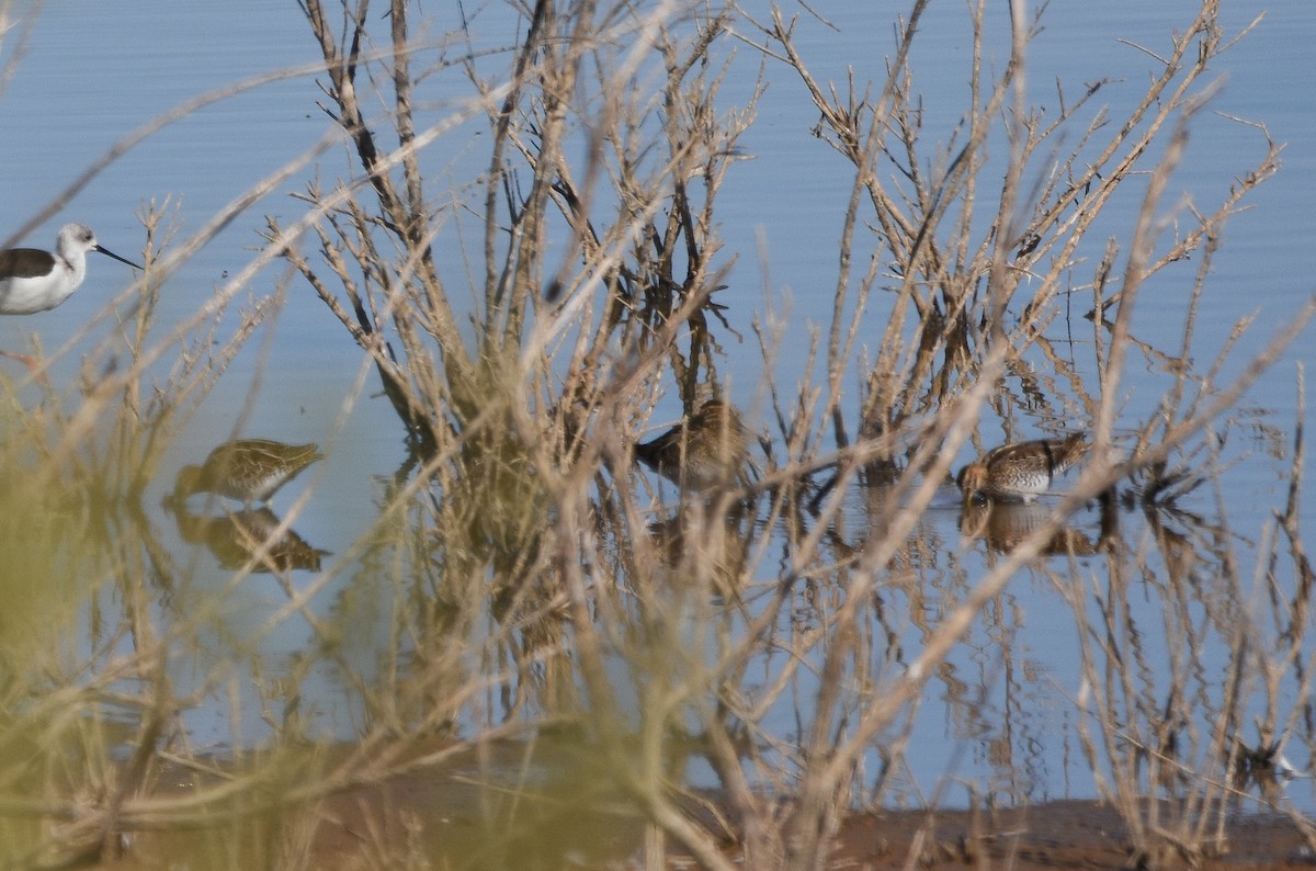 Common Snipe - ML641902082