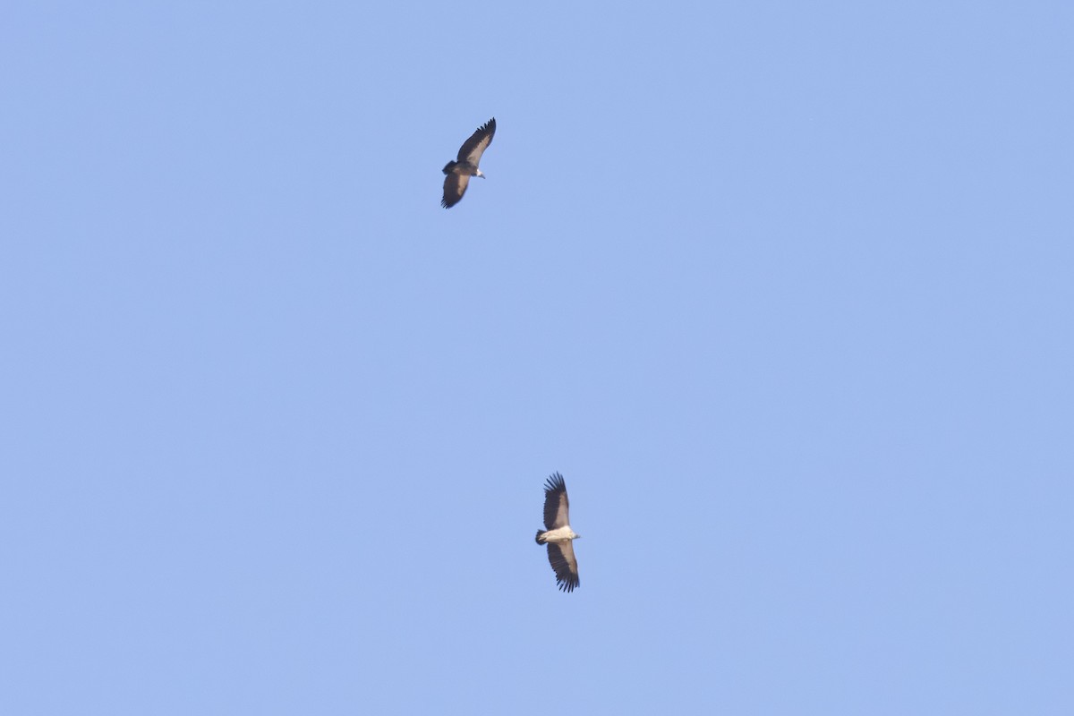 White-backed Vulture - ML641902084