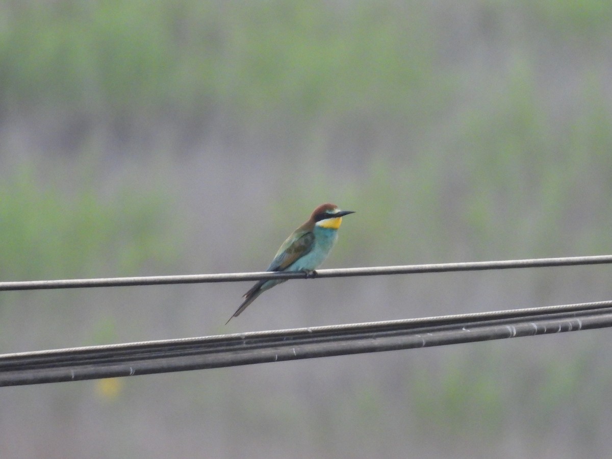 European Bee-eater - ML641902085