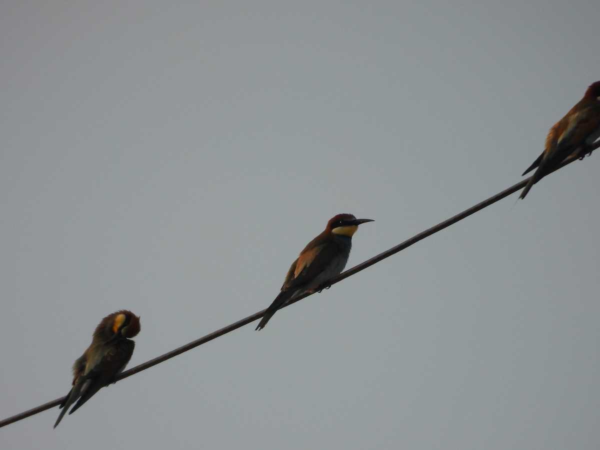 European Bee-eater - ML641902086