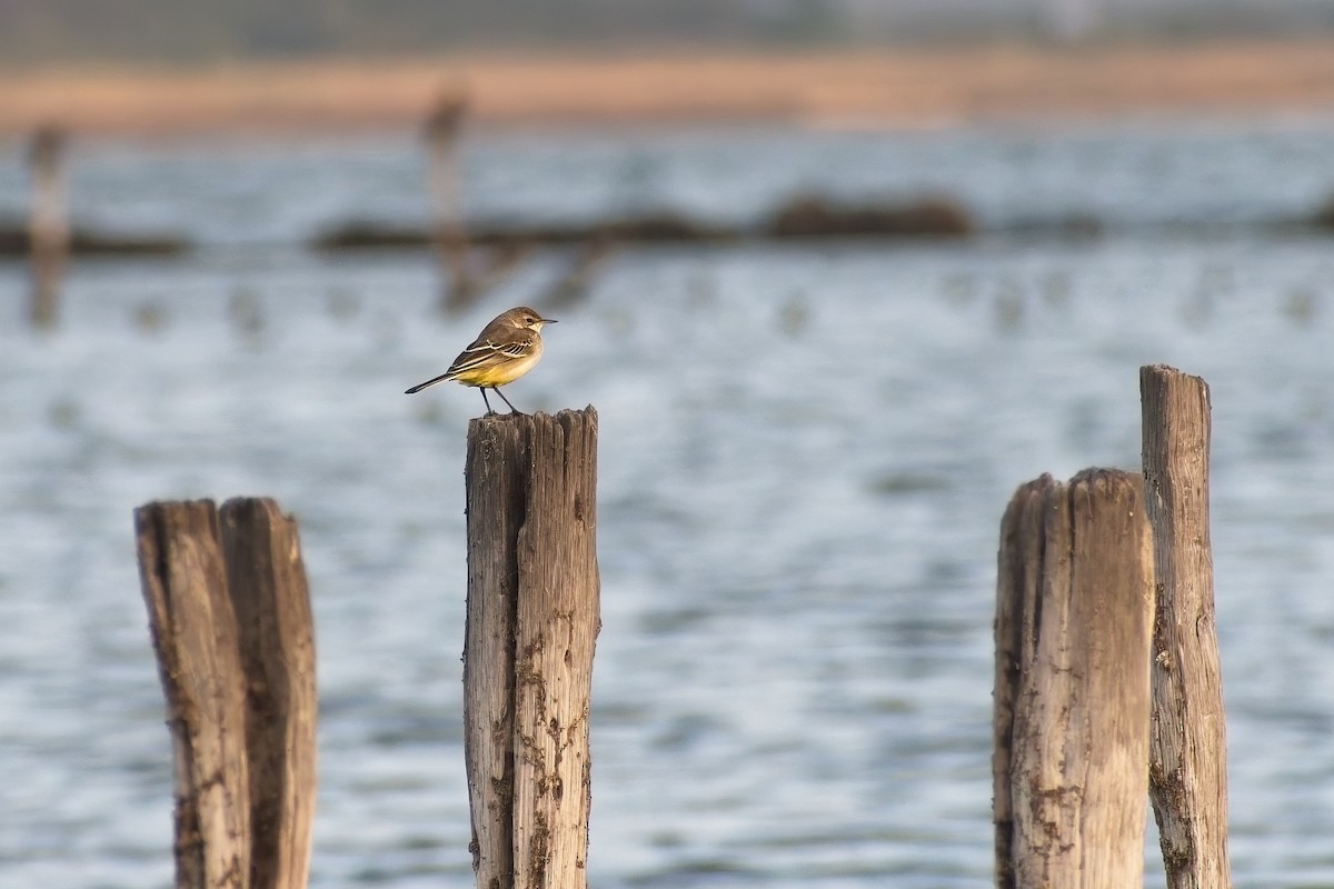 Western Yellow Wagtail - ML641902088