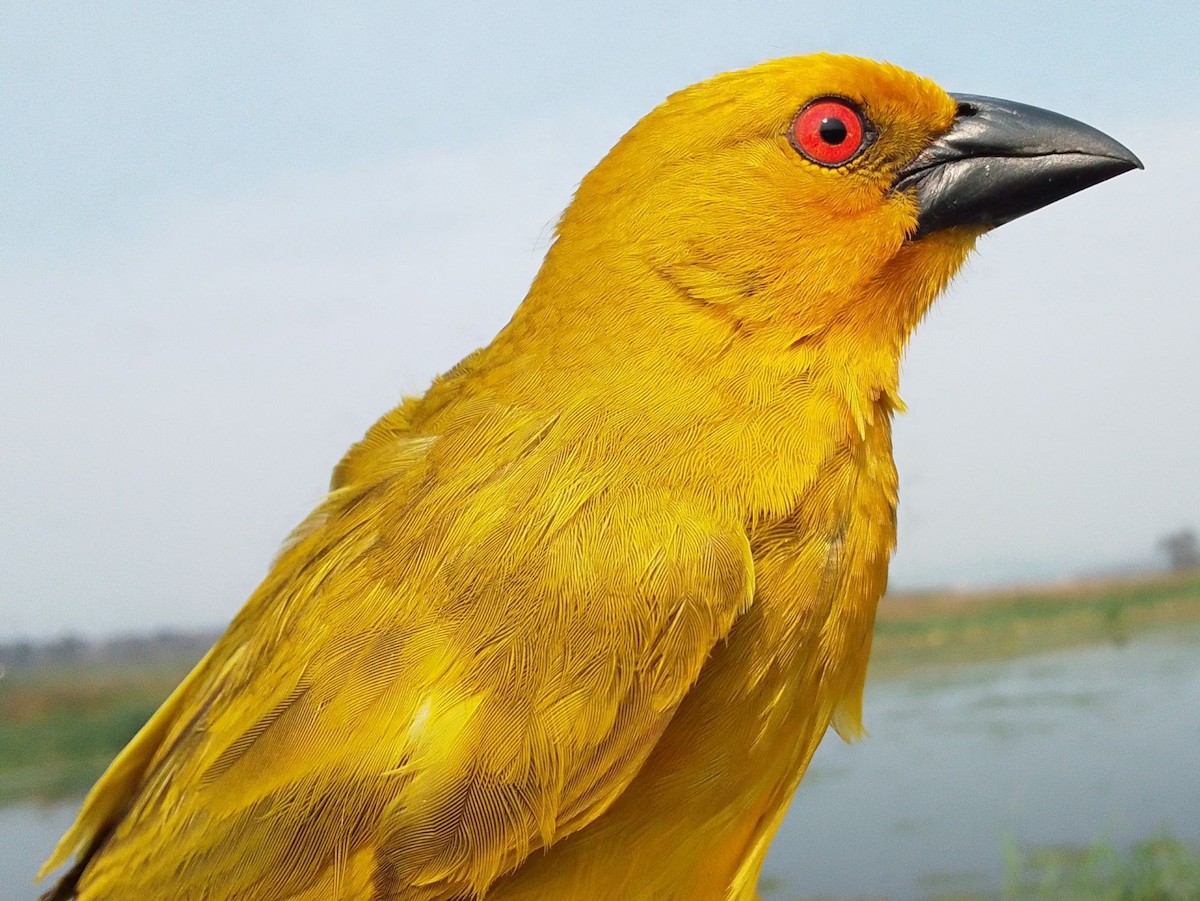 gullvever - ML641902095