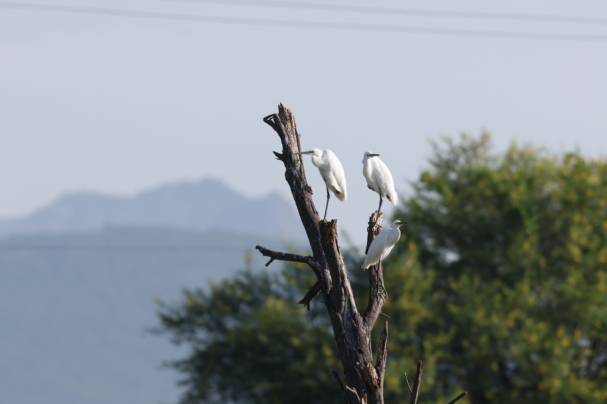 Medium Egret - ML641902138