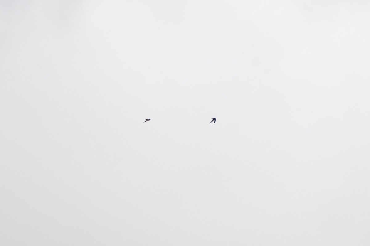 White-throated Needletail - ML641902156