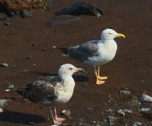 Lesser Black-backed Gull - ML641902163
