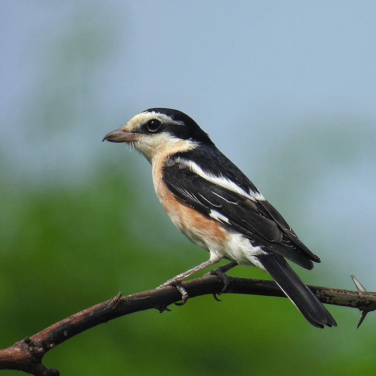Masked Shrike - ML641902166