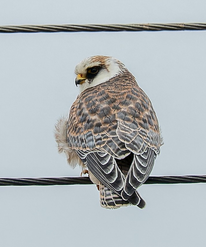 Red-footed Falcon - ML641902176