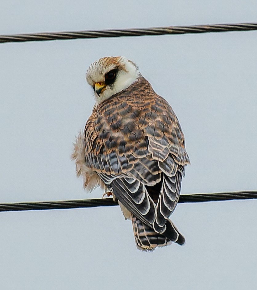 Red-footed Falcon - ML641902177