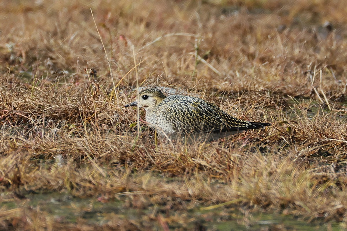 Сивка звичайна - ML641902178