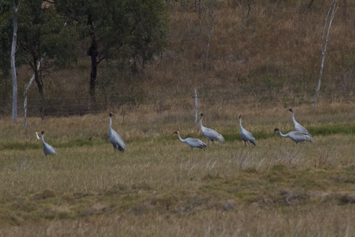 Brolga - ML641902181
