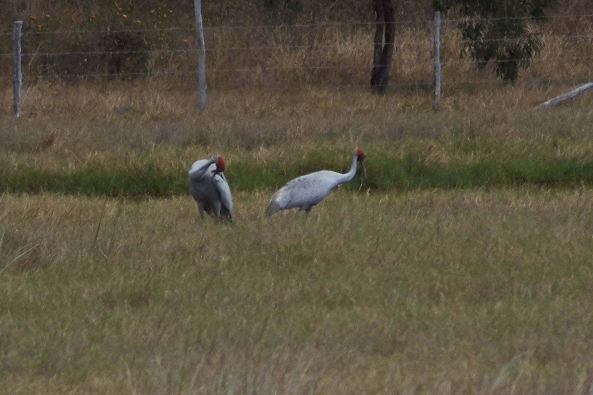 Brolga - ML641902182