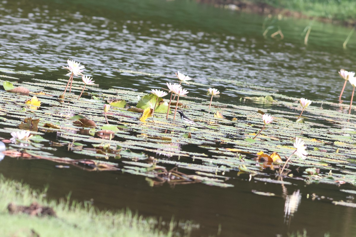 White-browed Wagtail - ML641902186