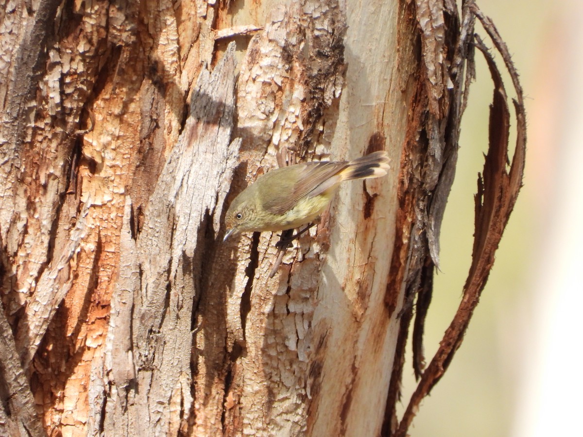 Buff-rumped Thornbill - ML641902189