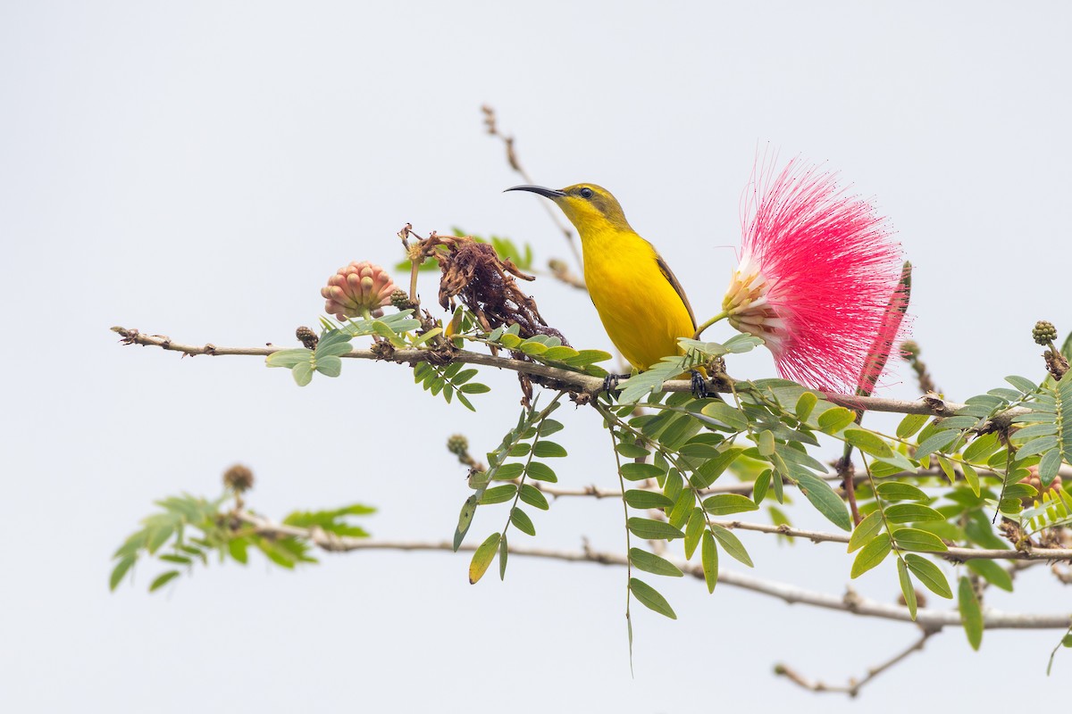 Sahul Sunbird - ML641902193