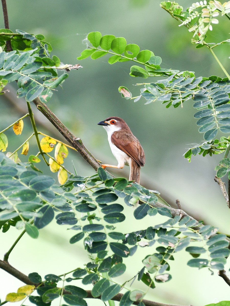 Yellow-eyed Babbler - ML641902197