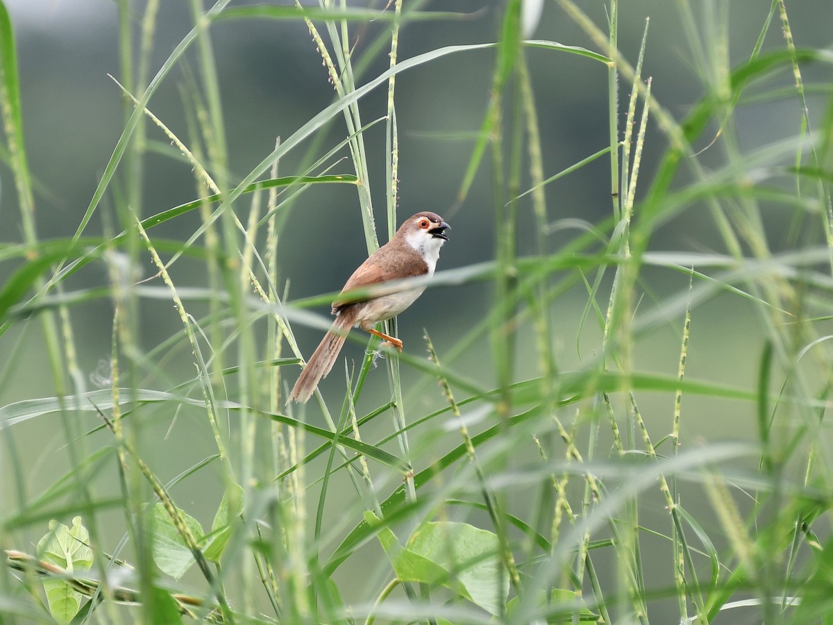 Yellow-eyed Babbler - ML641902198