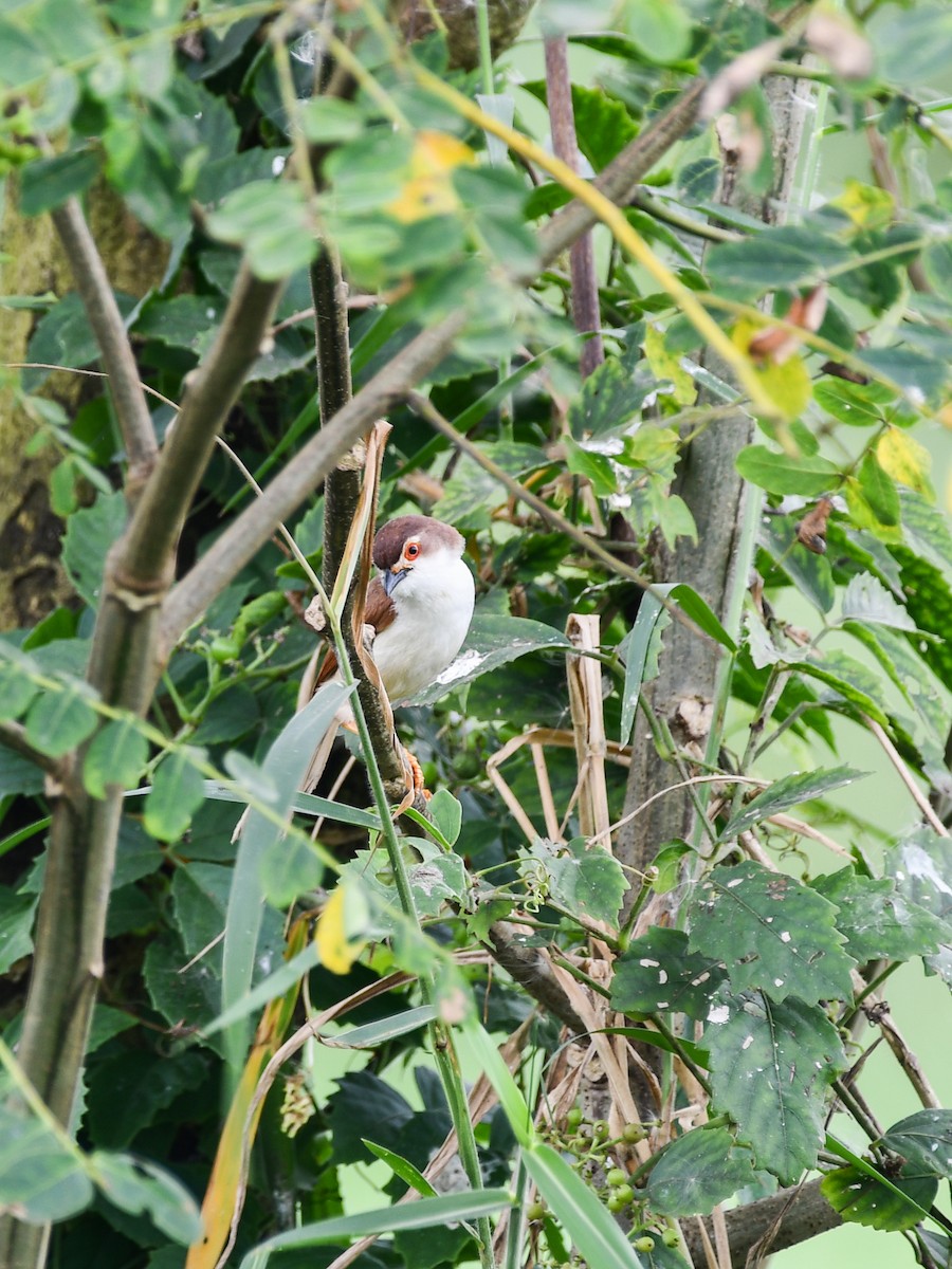 Yellow-eyed Babbler - ML641902200