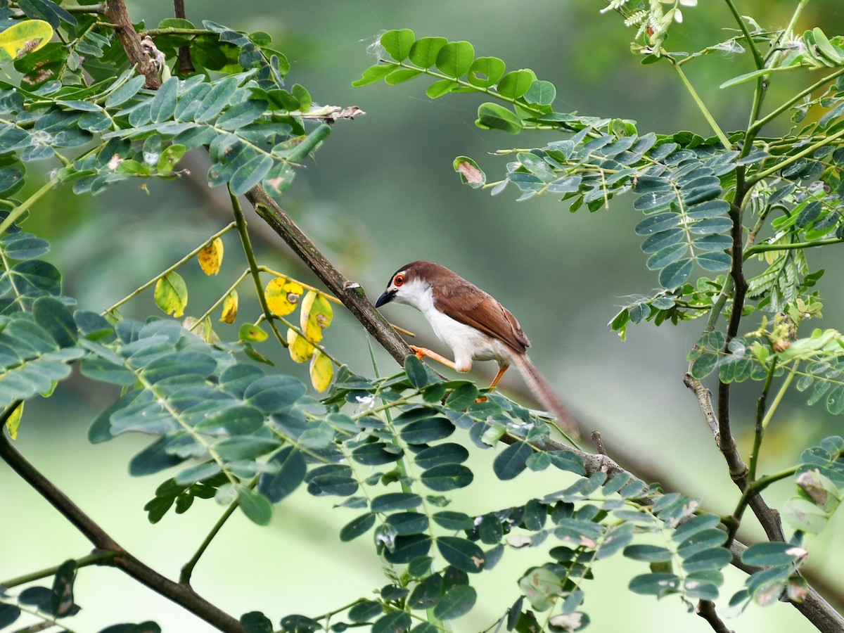 Yellow-eyed Babbler - ML641902201