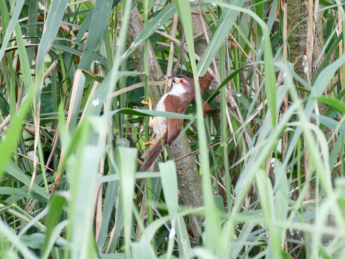 Yellow-eyed Babbler - ML641902202