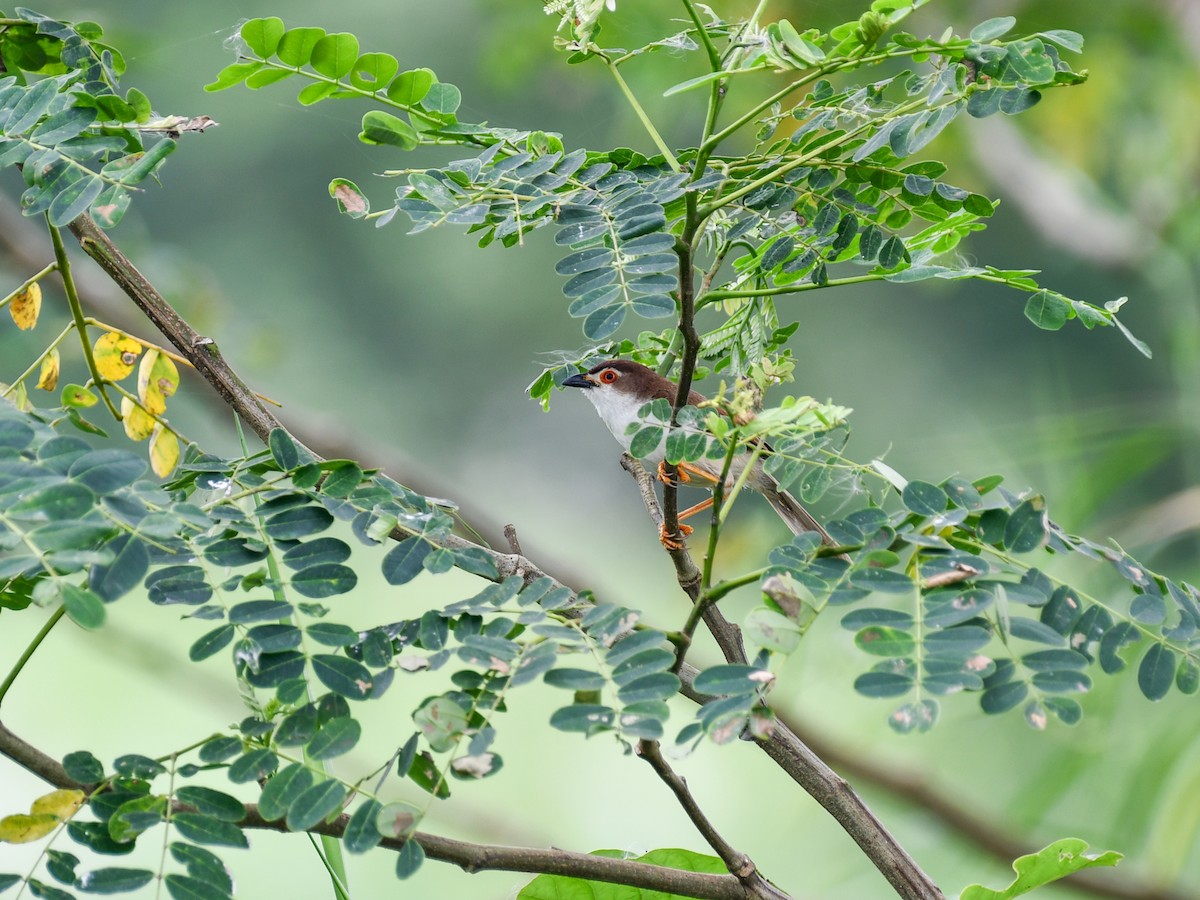 Yellow-eyed Babbler - ML641902203