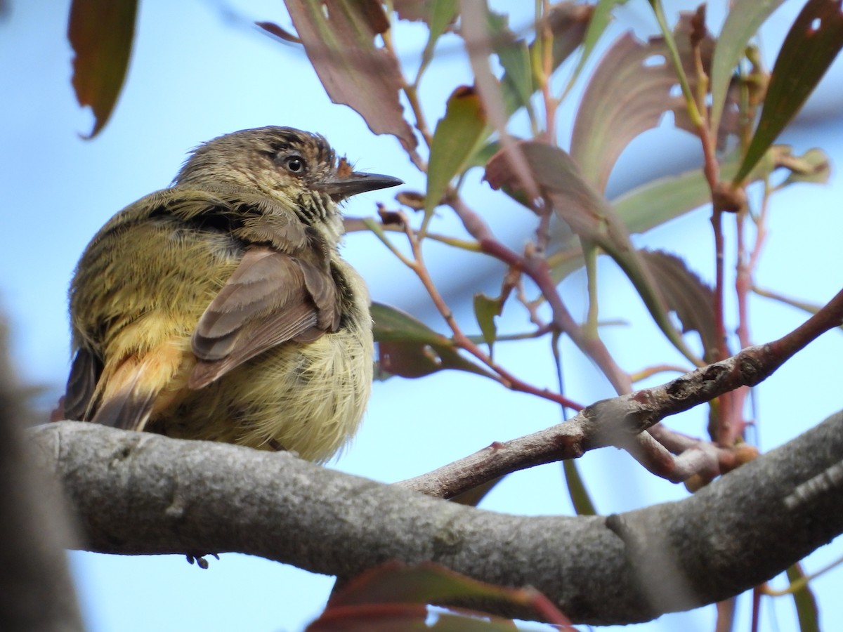 Buff-rumped Thornbill - ML641902215