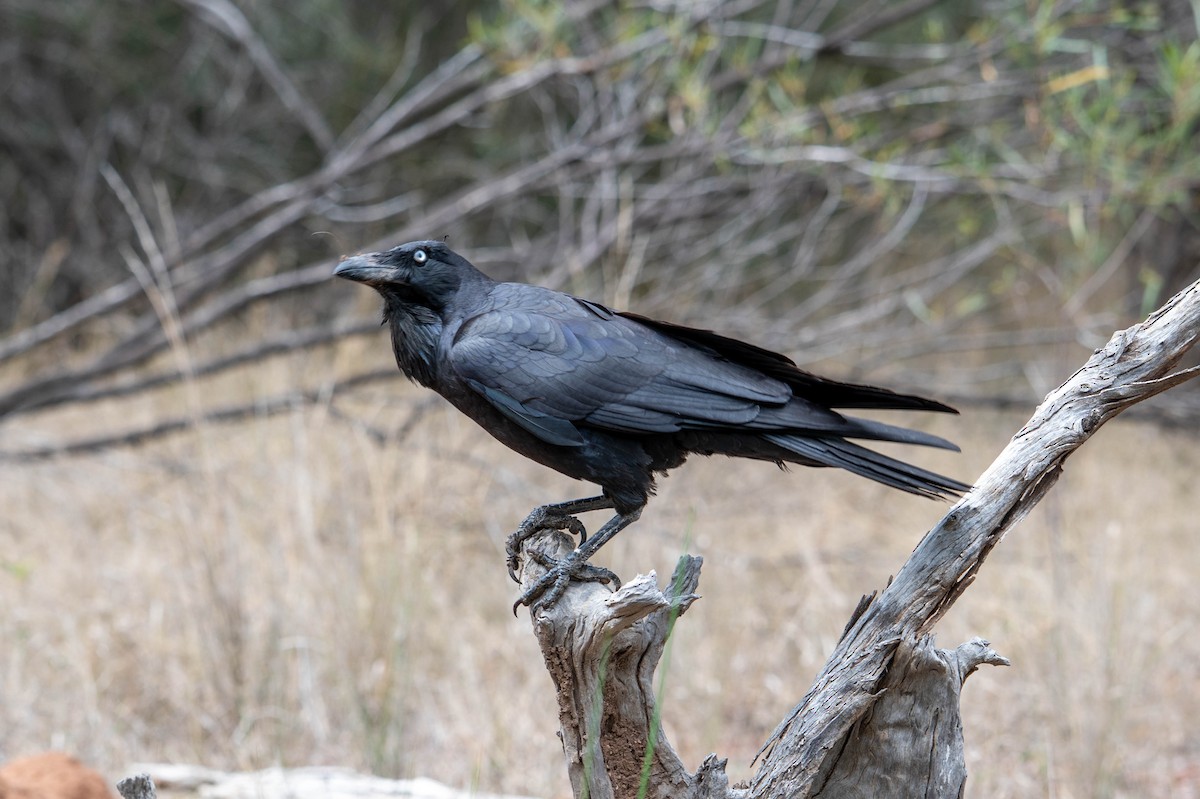 Australian Raven - ML641902237