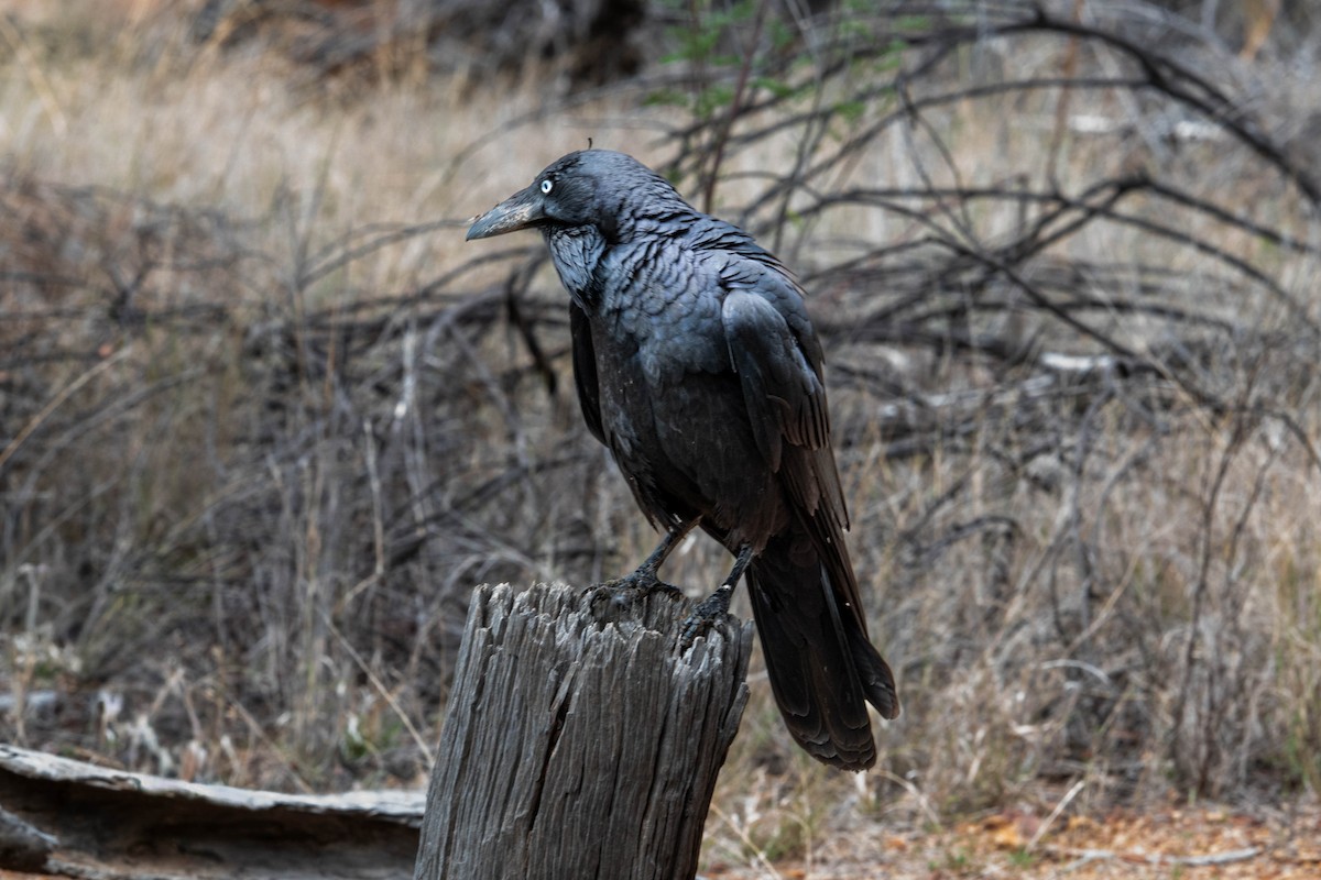 Australian Raven - ML641902238