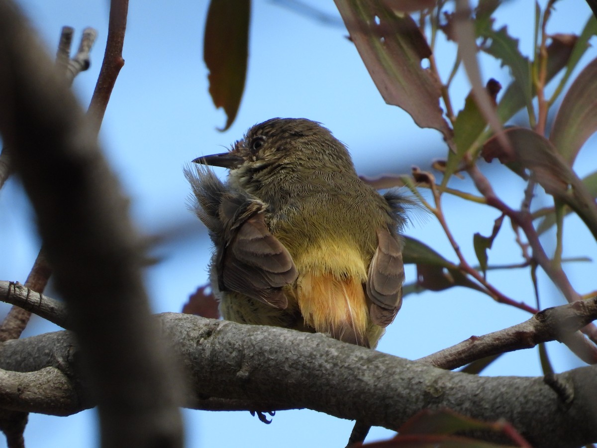 Buff-rumped Thornbill - ML641902247