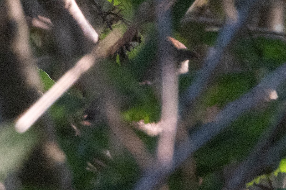 Indigo Bunting - ML641902257