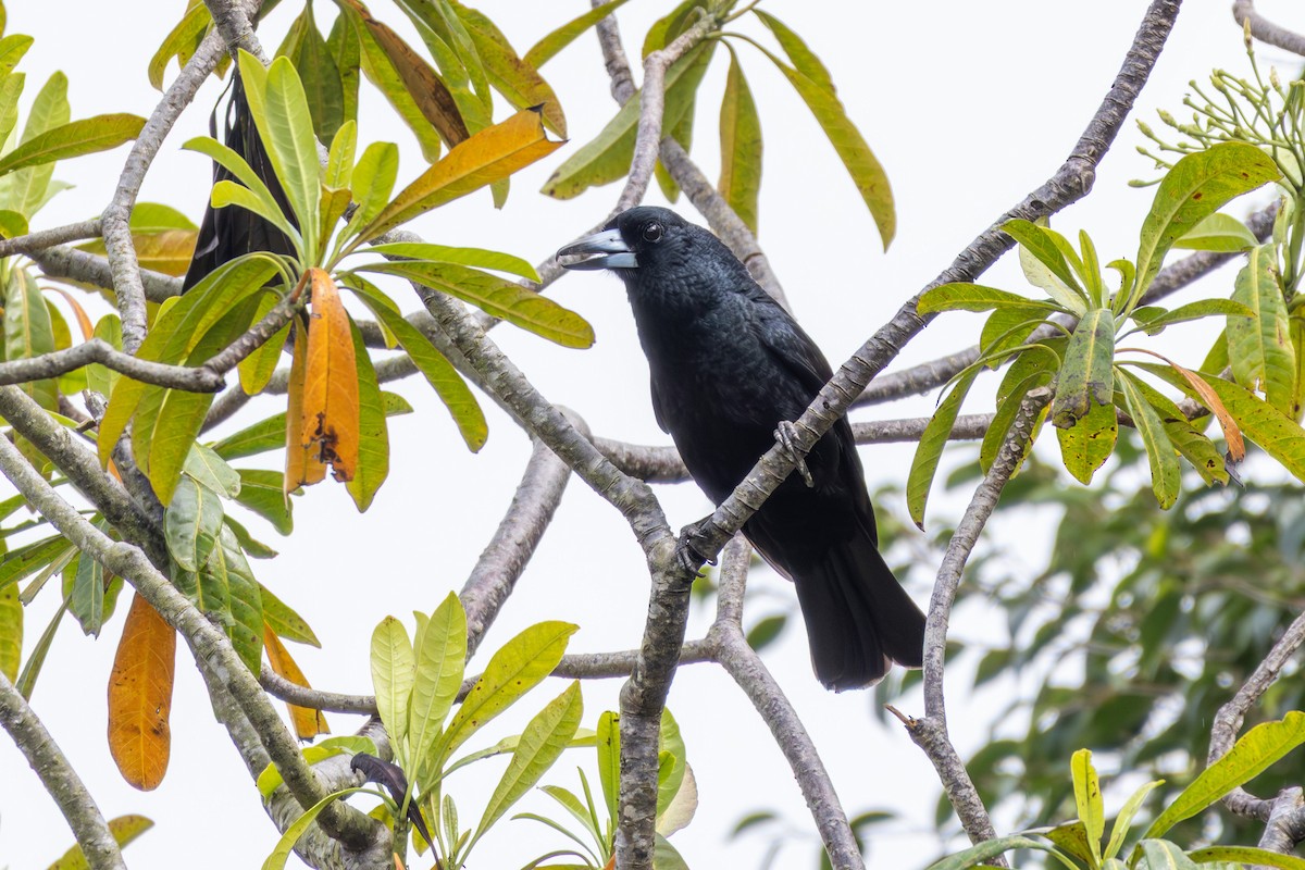 Black Butcherbird - ML641902258