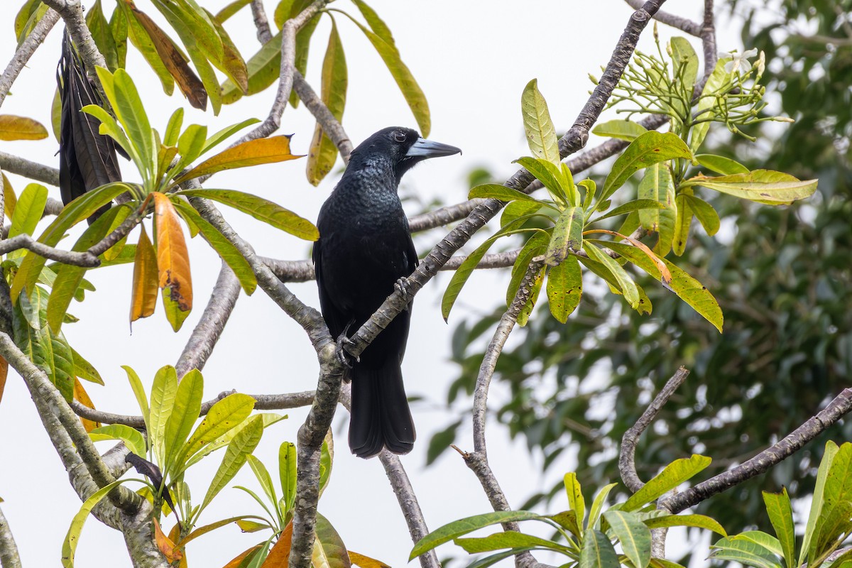 Black Butcherbird - ML641902259