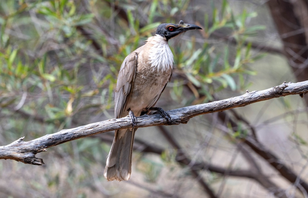 Noisy Friarbird - ML641902261