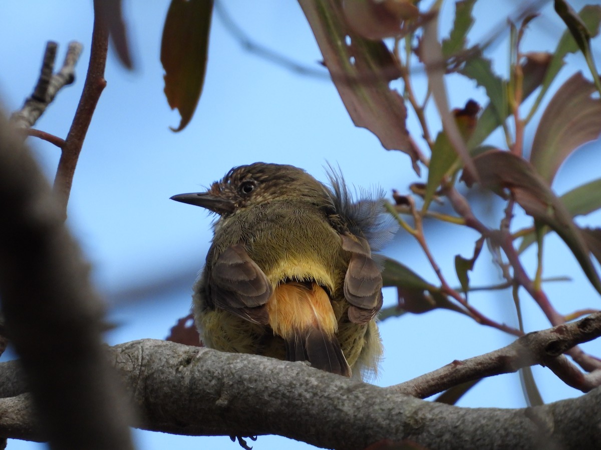 Buff-rumped Thornbill - ML641902266