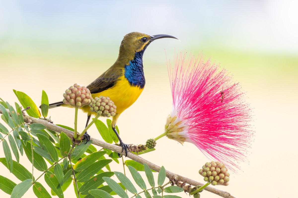 Sahul Sunbird - ML641902268
