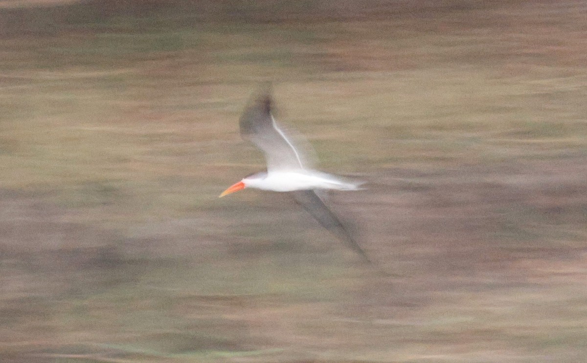African Skimmer - ML641902279