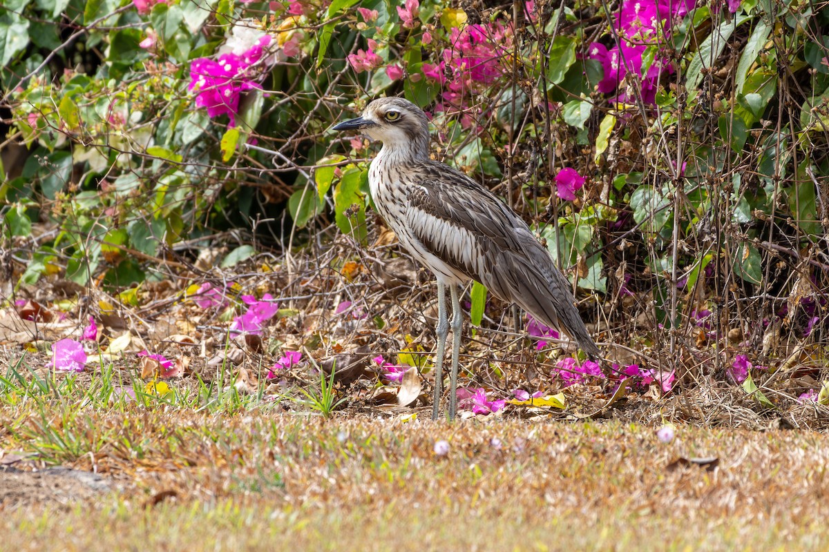 Bush Thick-knee - ML641902286