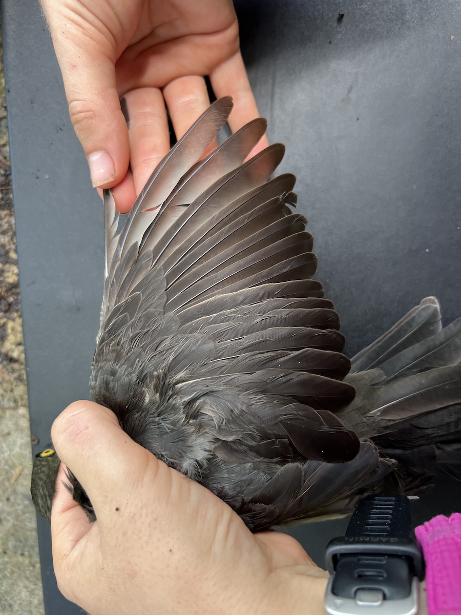 Micronesian Starling - ML641902290