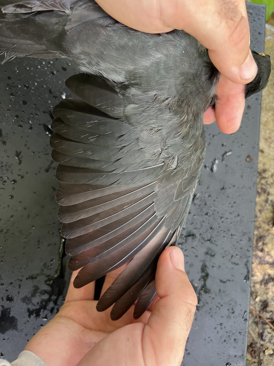 Micronesian Starling - ML641902291