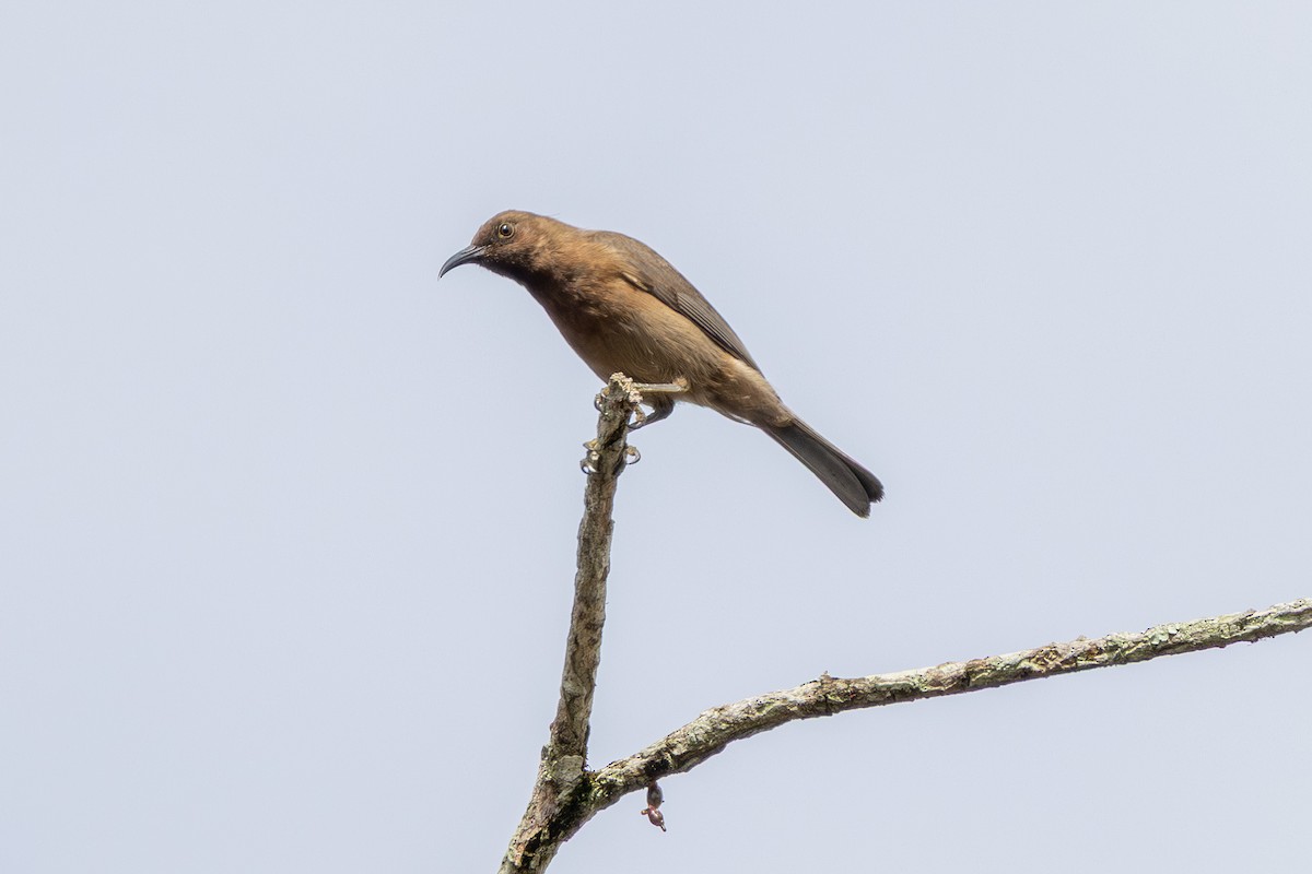 Dusky Myzomela - ML641902297