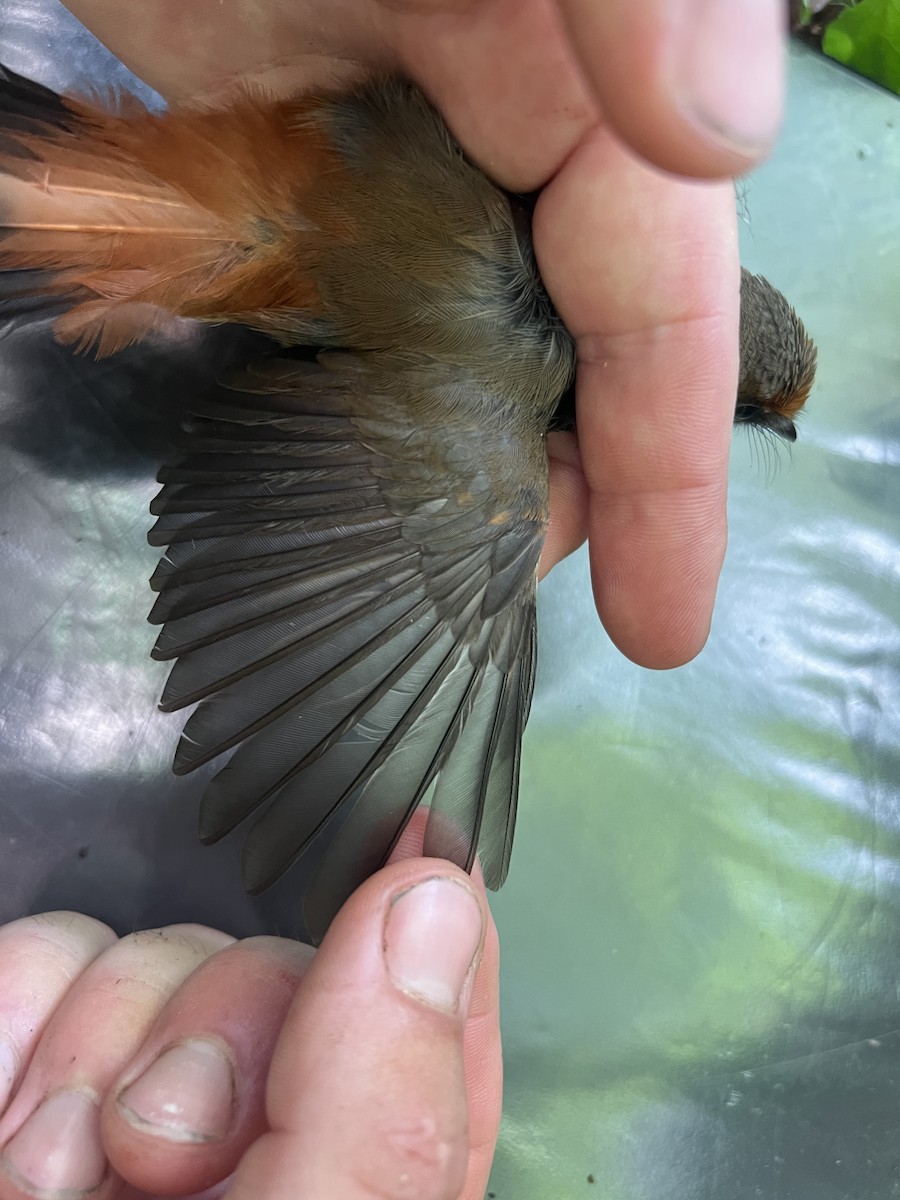 Micronesian Rufous Fantail (Marianas) - ML641902305