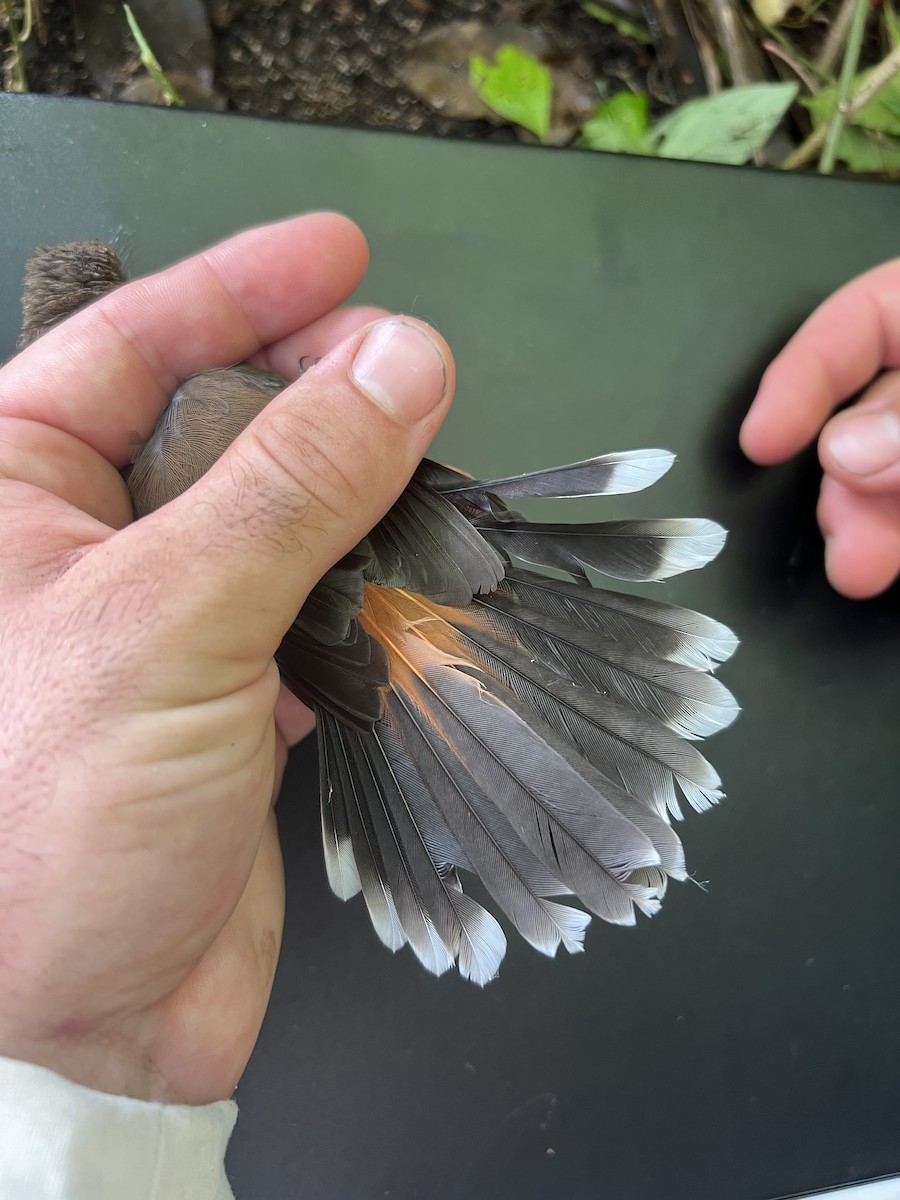 Micronesian Rufous Fantail (Marianas) - ML641902306