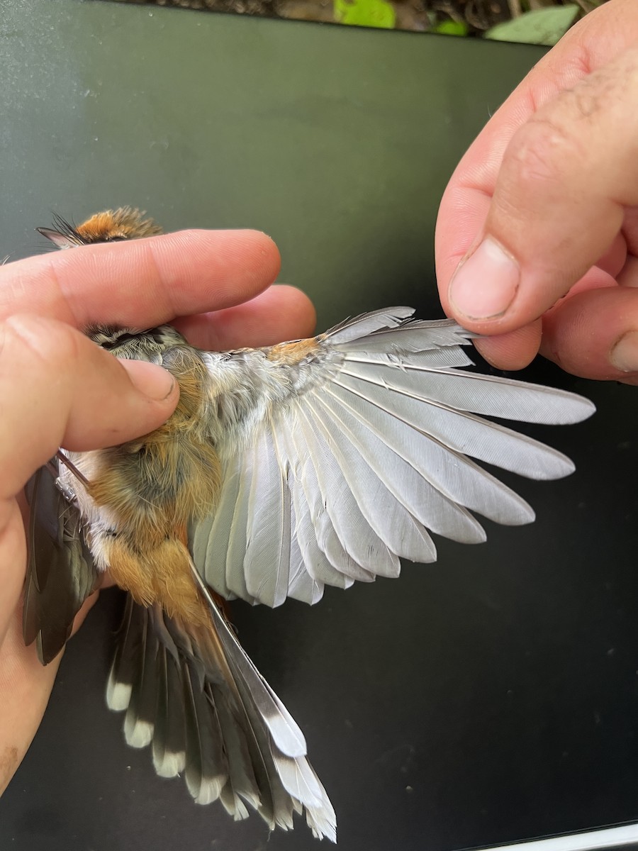 Micronesian Rufous Fantail (Marianas) - ML641902307